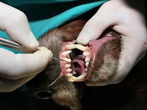 Pet Dental Care - Cartersville Animal Hospital