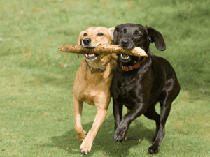 Pet Wellness Care - Cartersville Animal Hospital