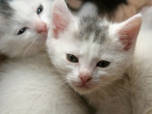 Puppy and Kitten Care - Cartersville Animal Hospital