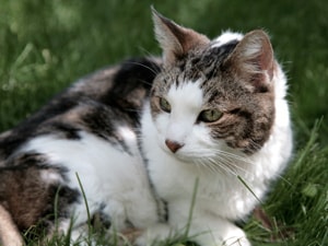 Senior Pet Care - Cartersville Animal Hospital