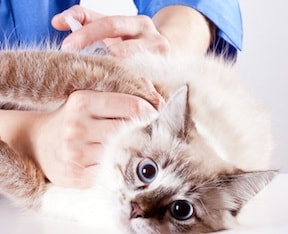 Veterinary Services - Cartersville Animal Hospital