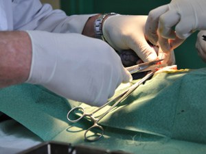 Veterinary Surgery - Cartersville Animal Hospital